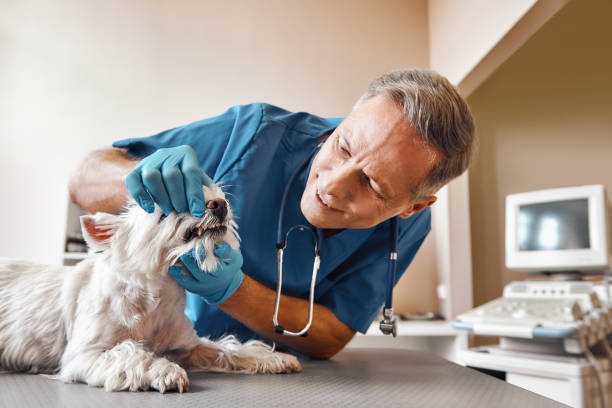 Best Dental Abscess Treatment in Summerlin South, NV